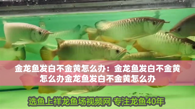 金龍魚發白不金黃怎么辦：金龍魚發白不金黃怎么辦金龍魚發白不金黃怎么辦