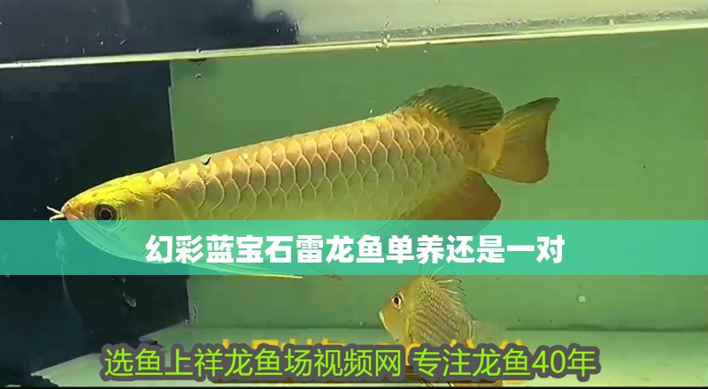 幻彩藍寶石雷龍魚單養還是一對