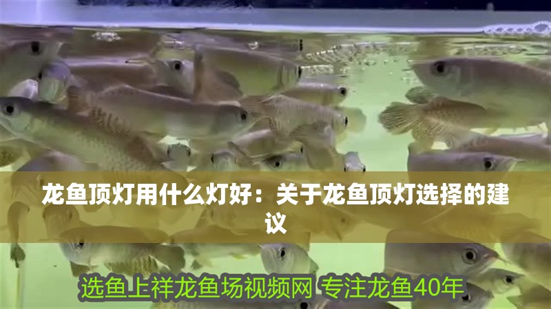 龍魚頂燈用什么燈好：關于龍魚頂燈選擇的建議