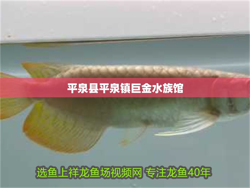 平泉縣平泉鎮巨金水族館