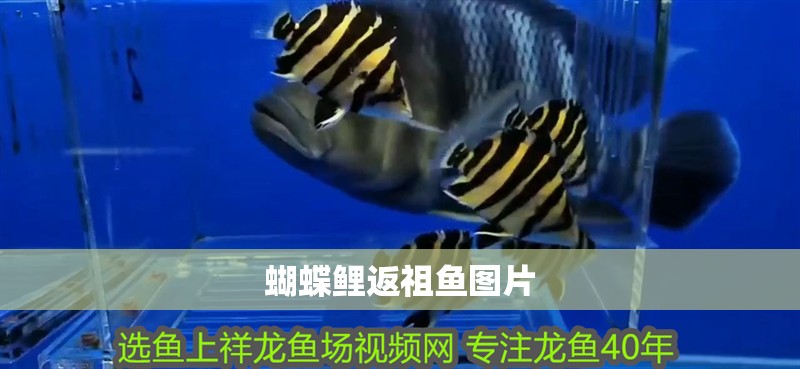 蝴蝶鯉返祖魚圖片