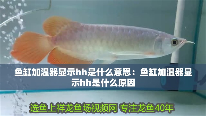 魚缸加溫器顯示hh是什么意思：魚缸加溫器顯示hh是什么原因