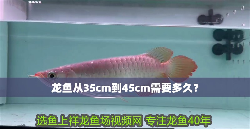 龍魚從35cm到45cm需要多久？ 龍魚從35cm到45cm需要多久？ 龍魚論壇