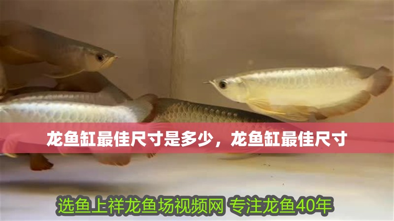 龍魚缸最佳尺寸是多少，龍魚缸最佳尺寸