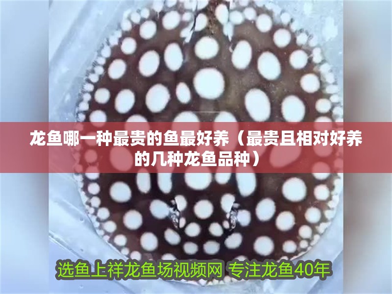 龍魚哪一種最貴的魚最好養(yǎng)（最貴且相對好養(yǎng)的幾種龍魚品種）