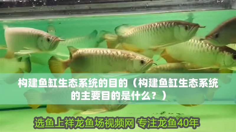 構建魚缸生態系統的目的（構建魚缸生態系統的主要目的是什么？） 構建魚缸生態系統的目的（構建魚缸生態系統的主要目的是什么？） 魚缸百科