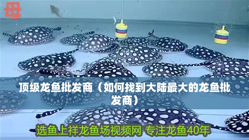 頂級龍魚批發商（如何找到大陸最大的龍魚批發商）