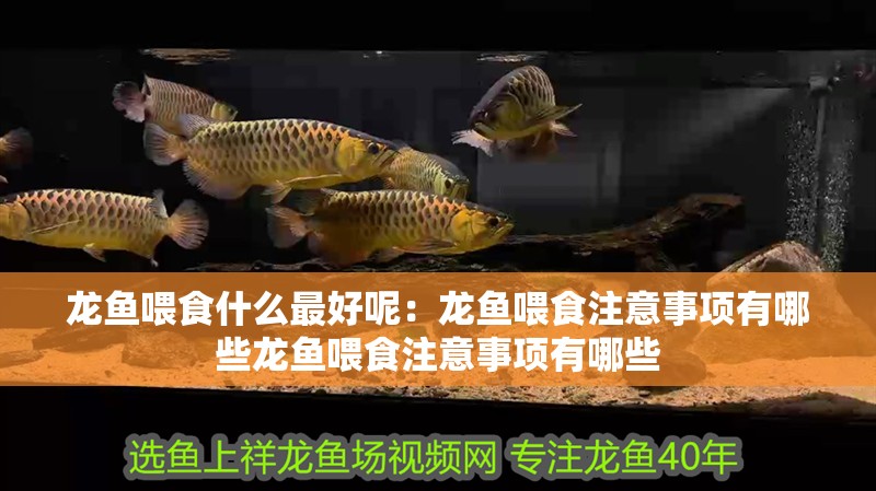 龍魚喂食什么最好呢：龍魚喂食注意事項有哪些龍魚喂食注意事項有哪些