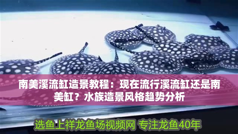 南美溪流缸造景教程：現(xiàn)在流行溪流缸還是南美缸？水族造景風(fēng)格趨勢分析