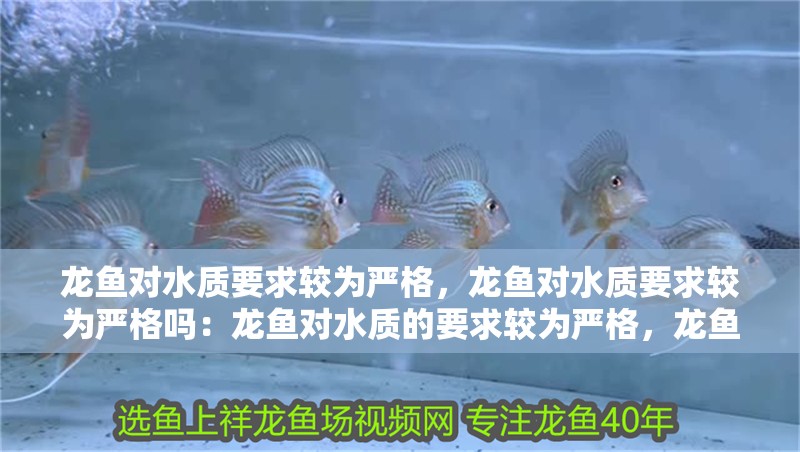 龍魚對水質要求較為嚴格，龍魚對水質要求較為嚴格嗎：龍魚對水質的要求較為嚴格，龍魚對水質要求嚴格嗎 龍魚對水質要求較為嚴格，龍魚對水質要求較為嚴格嗎：龍魚對水質的要求較為嚴格，龍魚對水質要求嚴格嗎 龍魚百科