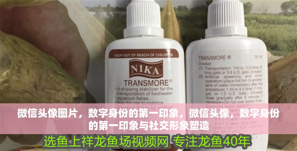 微信頭像圖片，數(shù)字身份的第一印象，微信頭像，數(shù)字身份的第一印象與社交形象塑造 微信頭像圖片，數(shù)字身份的第一印象，微信頭像，數(shù)字身份的第一印象與社交形象塑造 龍魚百科 第1張