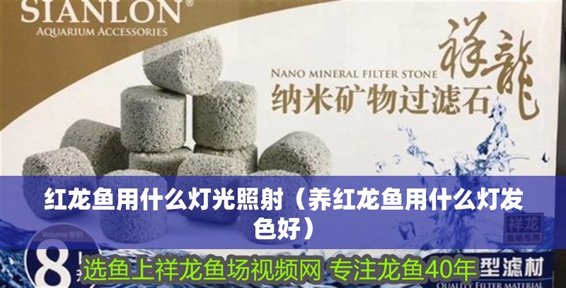 紅龍魚用什么燈光照射（養紅龍魚用什么燈發色好）