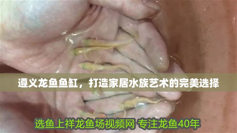 遵義龍魚魚缸，打造家居水族藝術(shù)的完美選擇