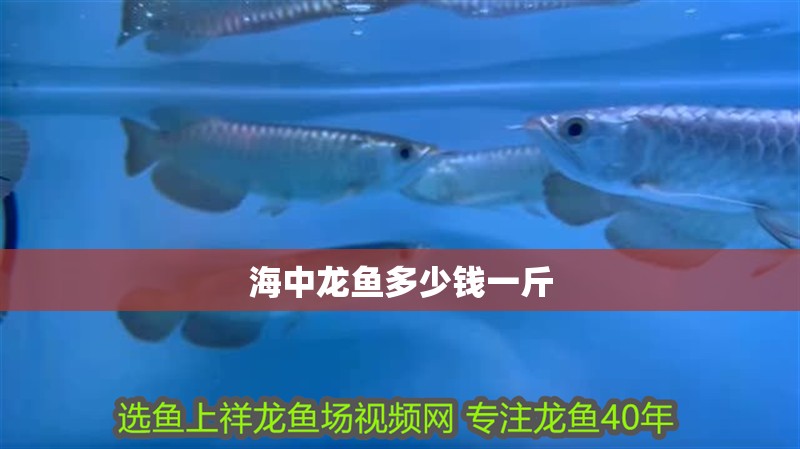 海中龍魚多少錢一斤 海中龍魚多少錢一斤 龍魚論壇