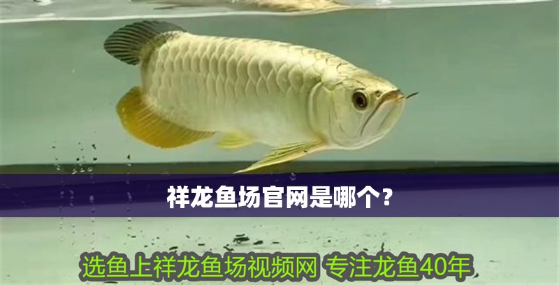 魚缸用增氧泵價格是多少:魚缸增氧機-xtrac增氧機-xtrac增氧機 祥龍魚場官網是哪個? 龍魚百科 祥龍魚場官網是哪個? 祥龍魚場官網是哪個? 龍魚百科