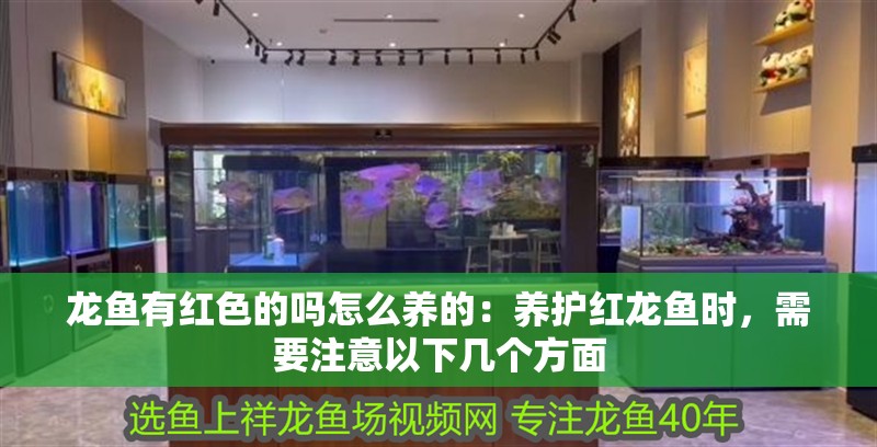 龍魚有紅色的嗎怎么養的：養護紅龍魚時，需要注意以下幾個方面