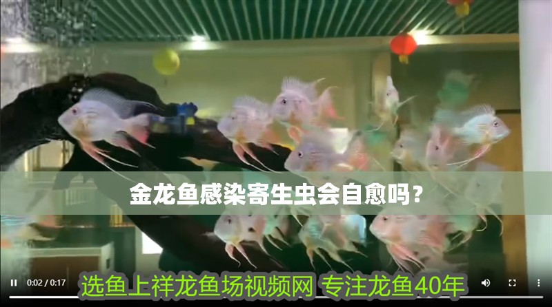 金龍魚感染寄生蟲會自愈嗎？
