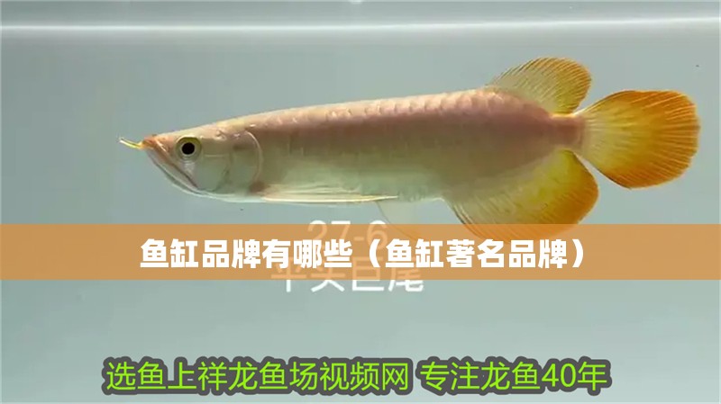 魚缸品牌有哪些（魚缸著名品牌）