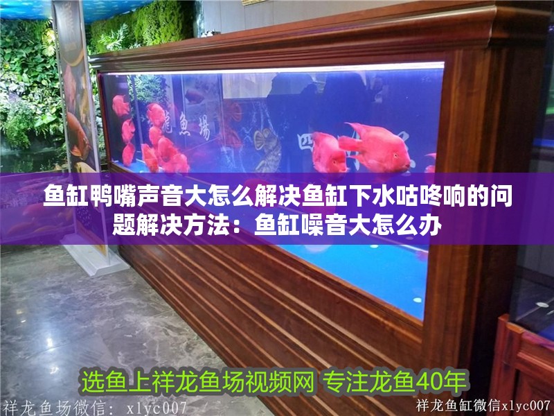 魚缸鴨嘴聲音大怎么解決魚缸下水咕咚響的問題解決方法：魚缸噪音大怎么辦