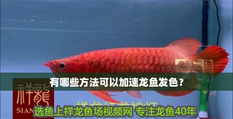 有哪些方法可以加速龍魚發色？