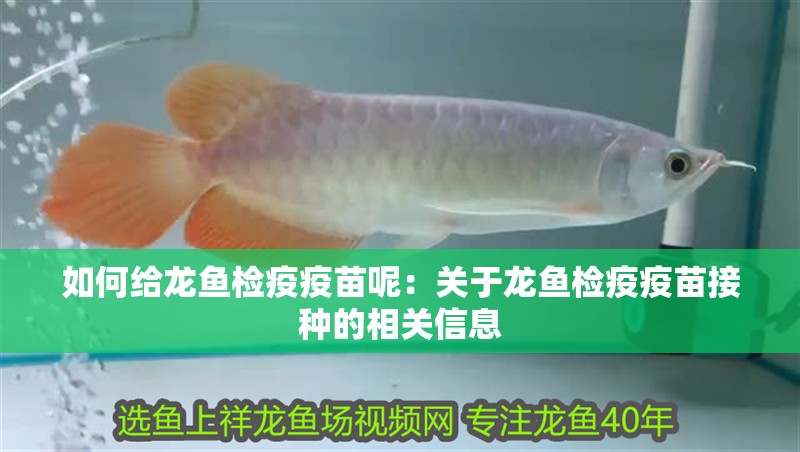 如何給龍魚檢疫疫苗呢：關于龍魚檢疫疫苗接種的相關信息
