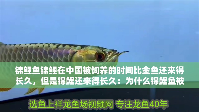 錦鯉魚錦鯉在中國被飼養(yǎng)的時間比金魚還來得長久，但是錦鯉還來得長久：為什么錦鯉魚被稱為“福壽魚”？