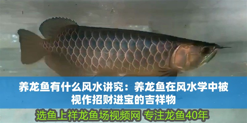 養龍魚有什么風水講究：養龍魚在風水學中被視作招財進寶的吉祥物