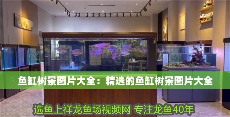魚缸樹景圖片大全：精選的魚缸樹景圖片大全