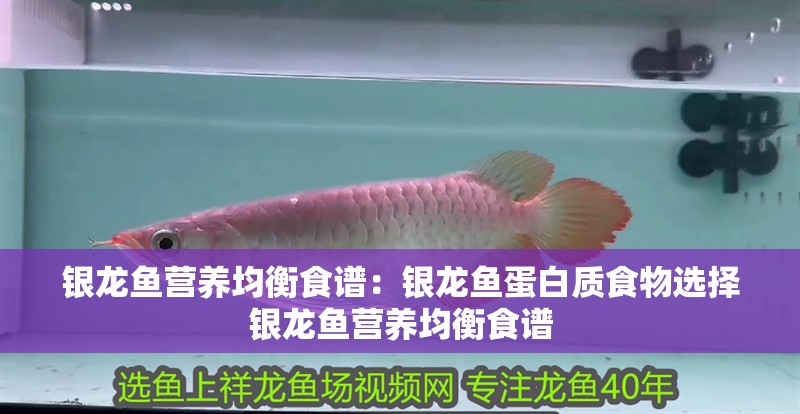 銀龍魚營養均衡食譜：銀龍魚蛋白質食物選擇銀龍魚營養均衡食譜