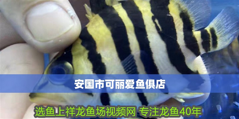 安國市可麗愛魚俱店
