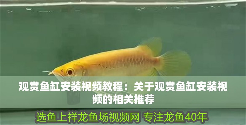 觀賞魚缸安裝視頻教程：關(guān)于觀賞魚缸安裝視頻的相關(guān)推薦 觀賞魚缸安裝視頻教程：關(guān)于觀賞魚缸安裝視頻的相關(guān)推薦 魚缸百科
