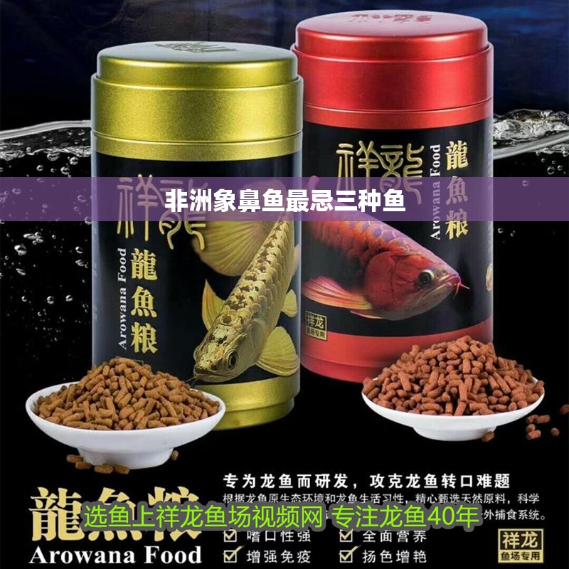 非洲象鼻魚最忌三種魚