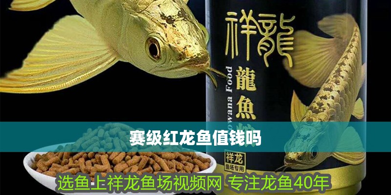 賽級紅龍魚值錢嗎 賽級紅龍魚值錢嗎 龍魚論壇