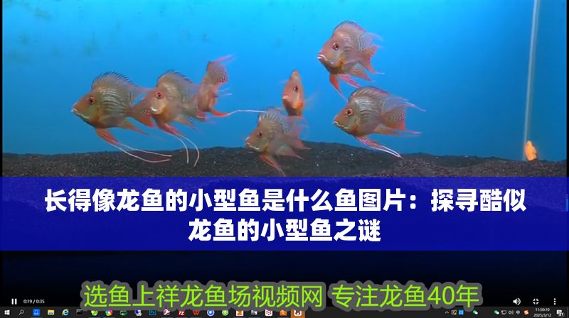 長得像龍魚的小型魚是什么魚圖片：探尋酷似龍魚的小型魚之謎