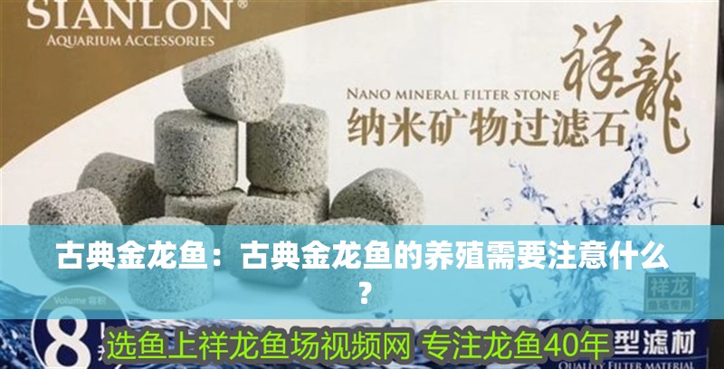 古典金龍魚：古典金龍魚的養殖需要注意什么？