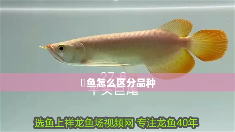 魟魚怎么區分品種