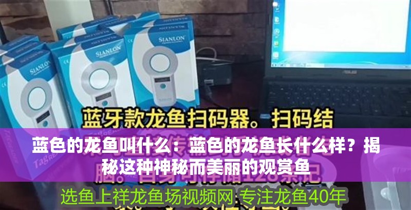藍色的龍魚叫什么：藍色的龍魚長什么樣？揭秘這種神秘而美麗的觀賞魚 藍色的龍魚叫什么：藍色的龍魚長什么樣？揭秘這種神秘而美麗的觀賞魚 龍魚百科