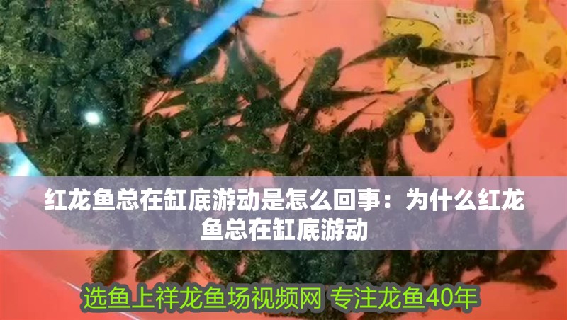 紅龍魚總在缸底游動是怎么回事：為什么紅龍魚總在缸底游動
