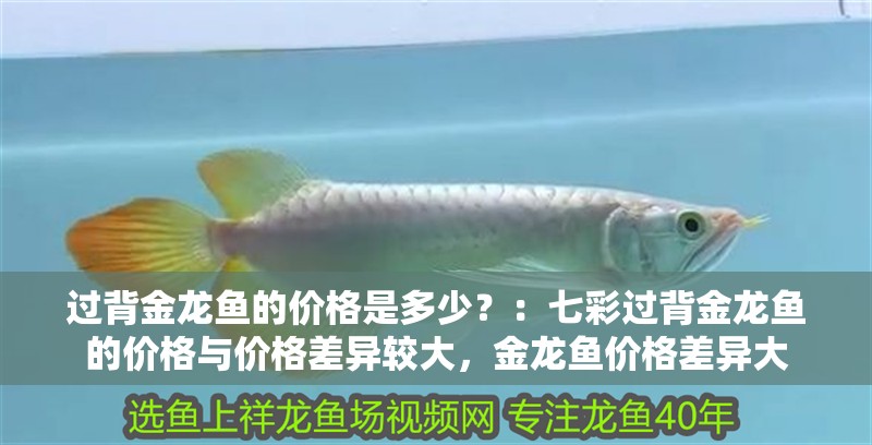 過(guò)背金龍魚的價(jià)格是多少？：七彩過(guò)背金龍魚的價(jià)格與價(jià)格差異較大，金龍魚價(jià)格差異大