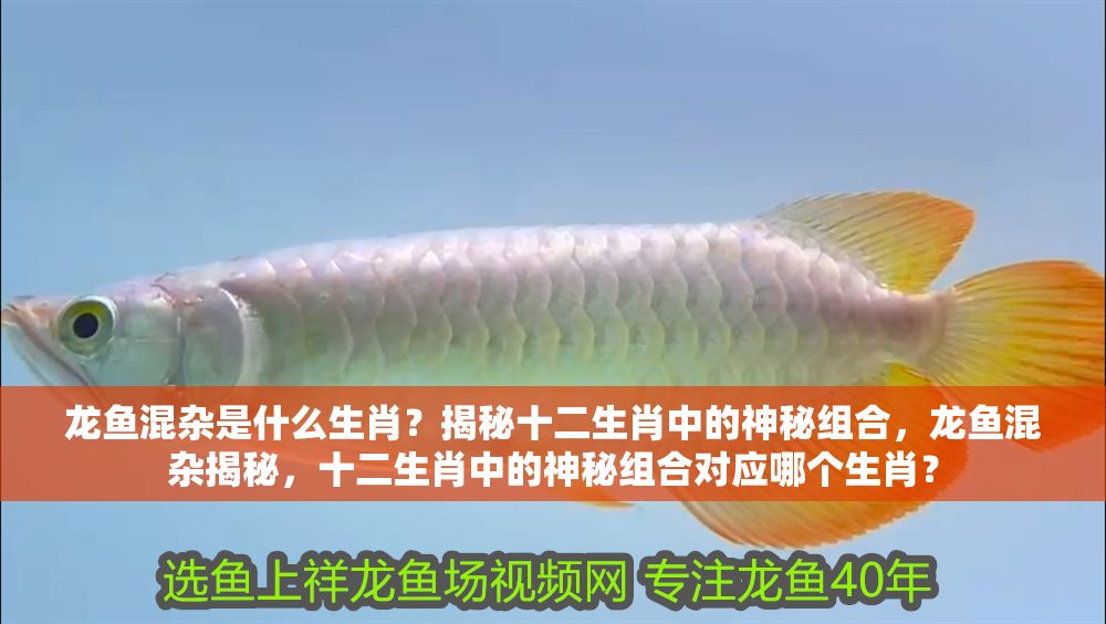 龍魚混雜是什么生肖？揭秘十二生肖中的神秘組合，龍魚混雜揭秘，十二生肖中的神秘組合對應哪個生肖？ 龍魚混雜是什么生肖？揭秘十二生肖中的神秘組合，龍魚混雜揭秘，十二生肖中的神秘組合對應哪個生肖？ 龍魚百科 第1張