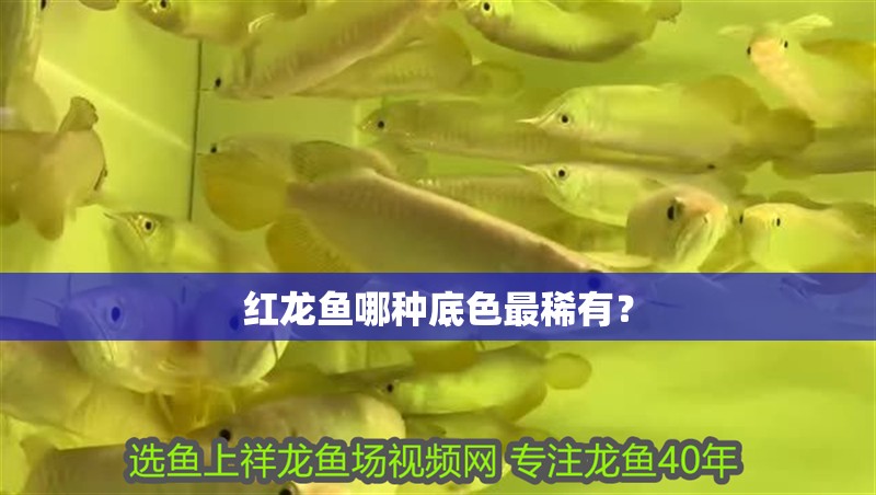 我的虎魚真菌感染了要怎么處理 紅龍魚哪種底色最稀有? 龍魚論壇 紅龍魚哪種底色最稀有? 紅龍魚哪種底色最稀有? 龍魚論壇