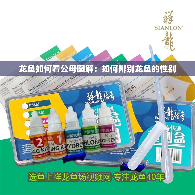 龍魚如何看公母圖解：如何辨別龍魚的性別