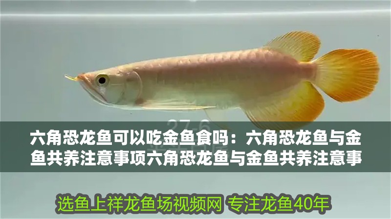 六角恐龍魚可以吃金魚食嗎：六角恐龍魚與金魚共養注意事項六角恐龍魚與金魚共養注意事項