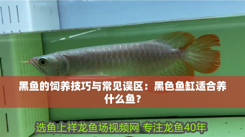 黑魚的飼養技巧與常見誤區：黑色魚缸適合養什么魚？