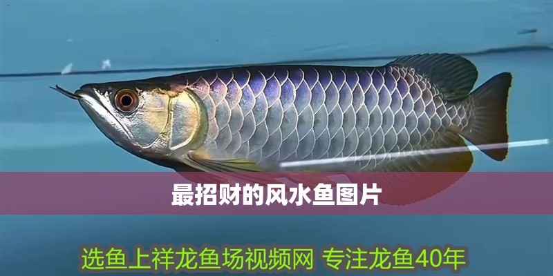 最招財?shù)娘L(fēng)水魚圖片