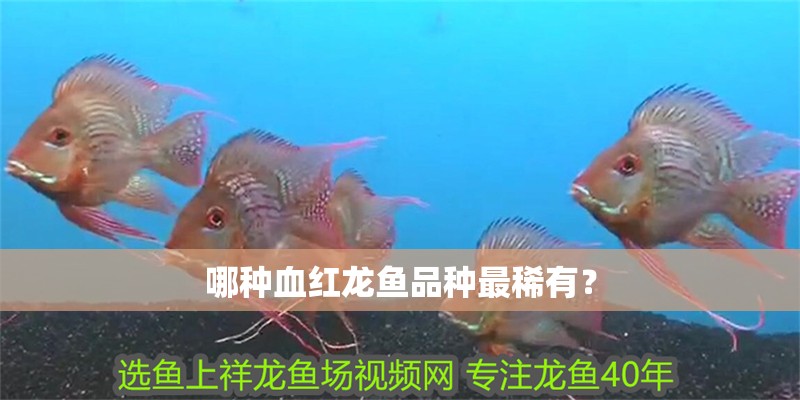 哪種血紅龍魚品種最稀有？