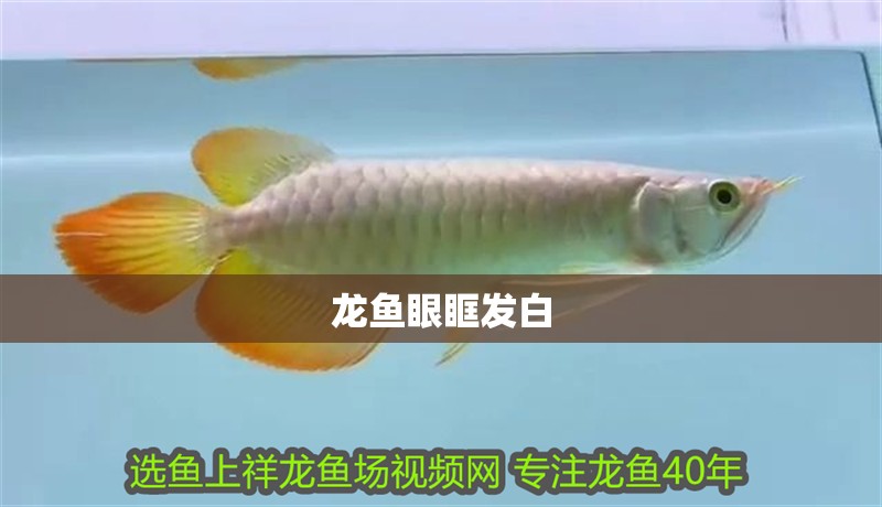 龍魚眼眶發(fā)白