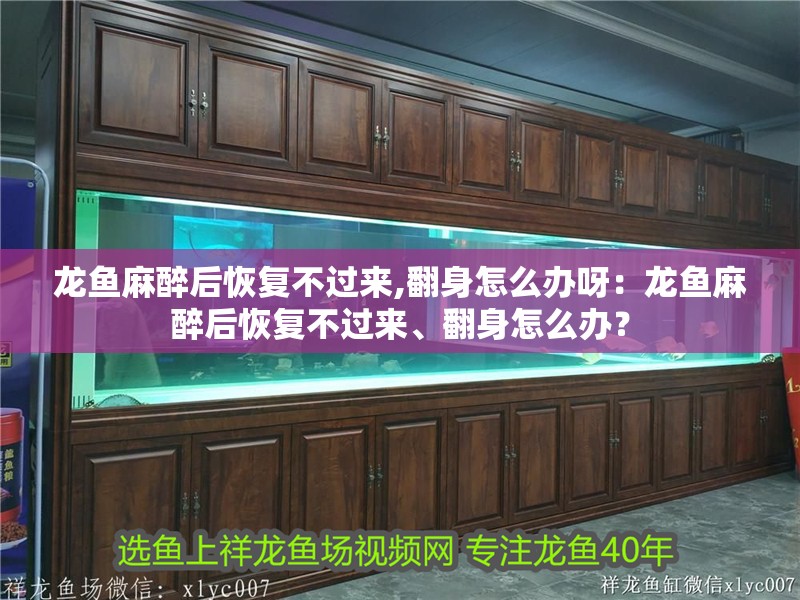 龍魚麻醉后恢復不過來,翻身怎么辦呀：龍魚麻醉后恢復不過來、翻身怎么辦？ 龍魚麻醉后恢復不過來,翻身怎么辦呀：龍魚麻醉后恢復不過來、翻身怎么辦？ 龍魚百科