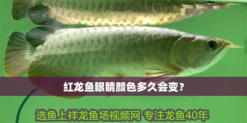 紅龍魚眼睛顏色多久會變？