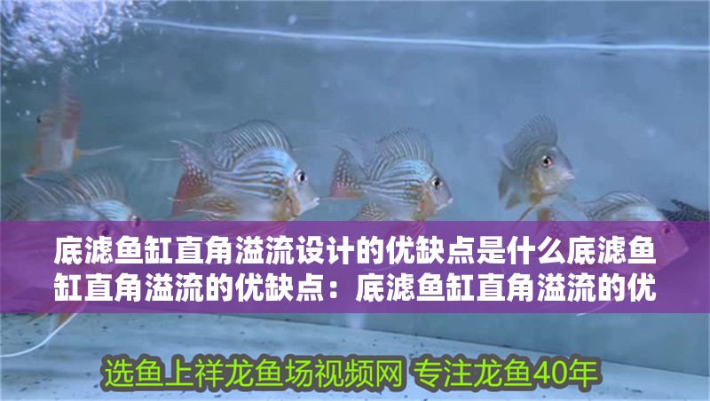 底濾魚缸直角溢流設計的優缺點是什么底濾魚缸直角溢流的優缺點：底濾魚缸直角溢流的優缺點